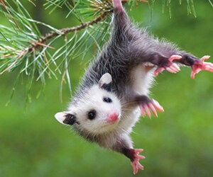 Durch Wildtiere verursachte Probleme