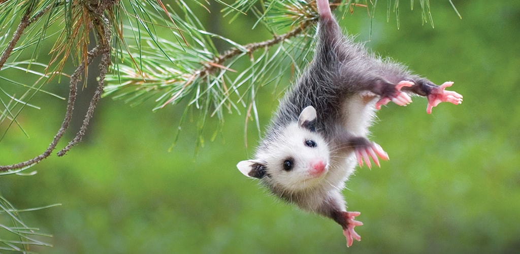 Problems caused by wildlife