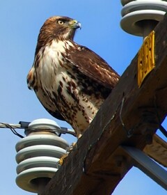 Wildlife and Asset Protection