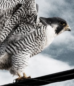 A ciência de materiais por trás das coberturas contra aves de rapina