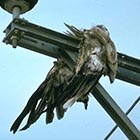 Dead bird fallen away from contact area.