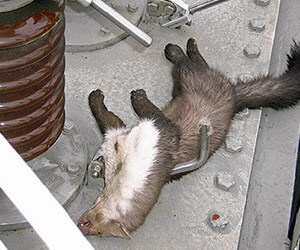 Dead marten