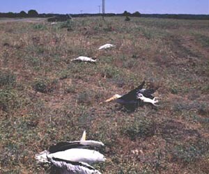Pelicans dead from clashing conductors in Israel