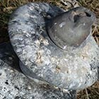 Guano build-up on suspension insulator and on substation equipment.