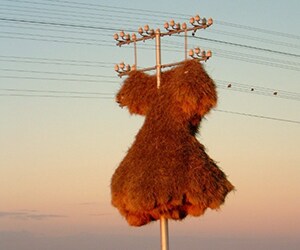 Huge nest structure in South Africa