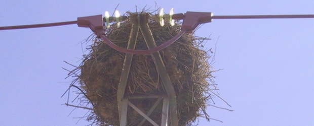 Migratory birds