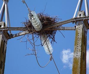Nest likely to cause flashover in Spain