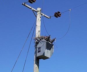 Pole top transformer nest site and huge nest structure in South Africa