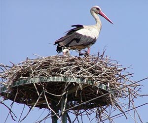 Migratory Stork nest in Greece