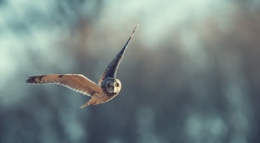 Wildlife & Asset Protection Solutions