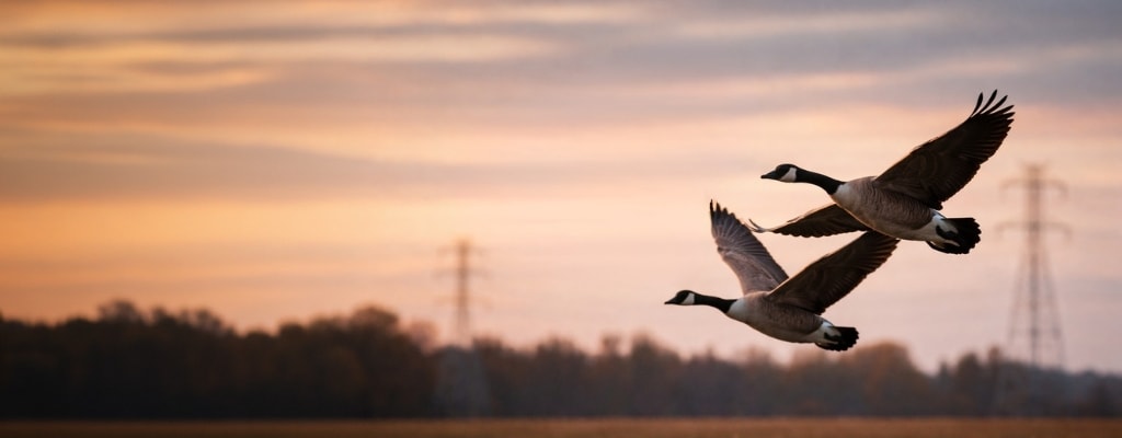 Birds on transmission lines