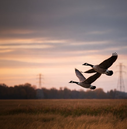birds