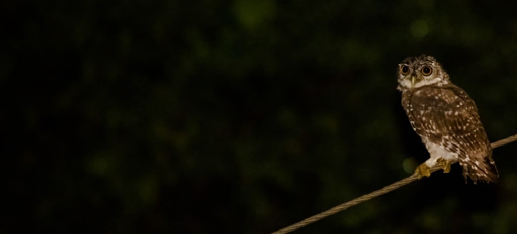 Wildlife and asset protection