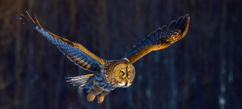 WAP owl