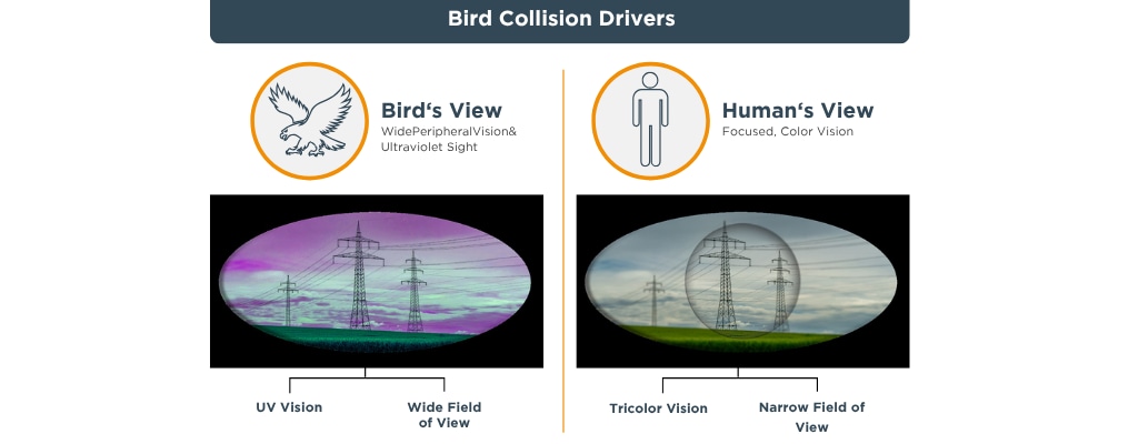 Human Vision vs. Bird Vision