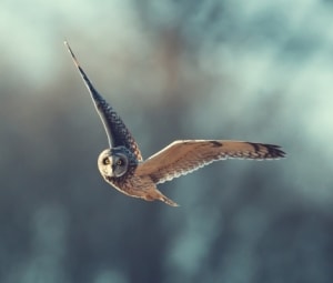 Wildlife and asset protection