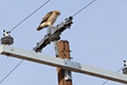 Wildlife and asset protection solutions
