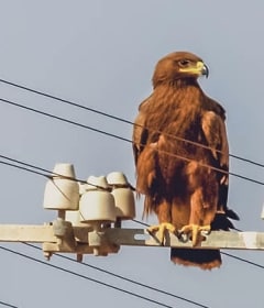 Protección de las instalaciones eléctricas y la vida silvestre