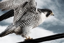 Material Science Behind Raptor Covers