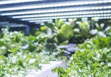 Soluções de conexão de fixação de horticulturas